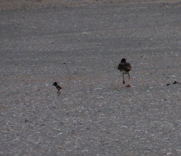 Adult and baby oystercatcher
